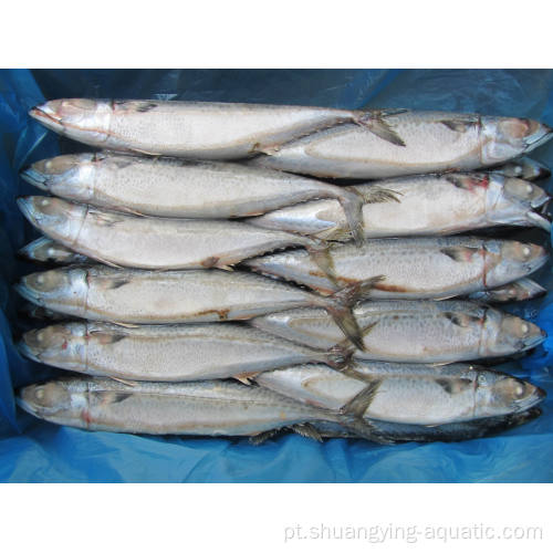 Comprar peixes congelados Pacífico Mackerel inteira venda redonda